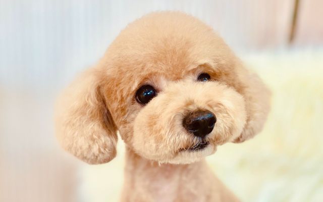 dog　salon　Ｒｅｂｏｒｎ